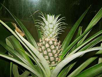 Ananasovník Ananas