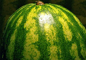 Meloun – obsahuje kyselinu listovou