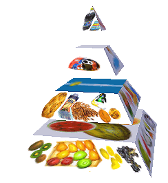 Potravinová pyramida