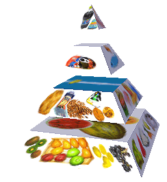Potravinová pyramida