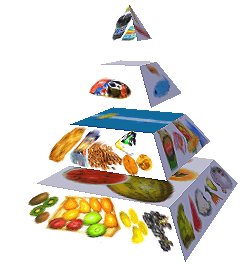 Potravinová pyramida