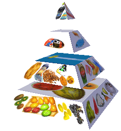Potravinová pyramida