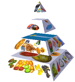 Potravinová pyramida