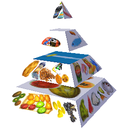 Potravinová pyramida