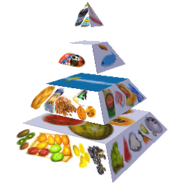 Potravinová pyramida