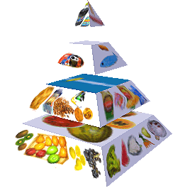 Potravinová pyramida