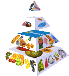 Potravinová pyramida