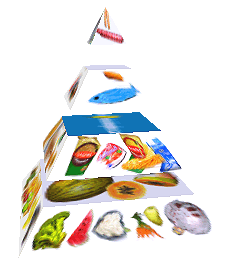 Potravinová pyramida